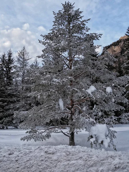 Fanes Berg Dolomieten Ijzige Bos Winter Panorama Sneeuw Landschap — Stockfoto