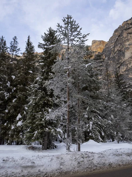 Fanes Montagna Dolomiti Foresta Ghiacciata Inverno Panorama Neve Paesaggio — Foto Stock