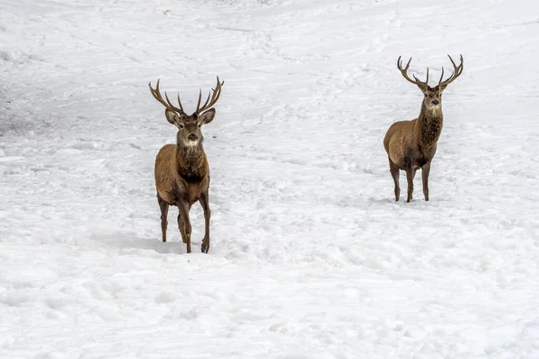 Deer Snow Winter Season — Stok fotoğraf