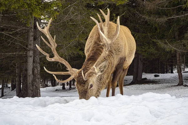 Cerfs Dans Neige Hiver — Photo