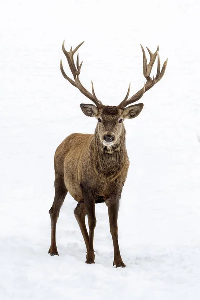 Deer Snow Winter Season — Stock fotografie