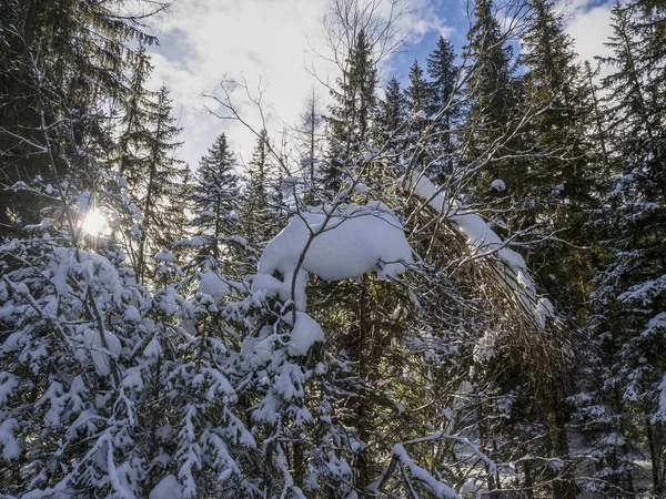 Bos Dolomieten Sneeuw Panorama Houten Hut Val Badia Armentarola Heuvel — Stockfoto