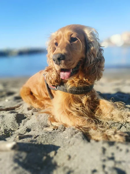 Szczęśliwy Cocker Spaniel Portrecie Plaży Patrząc Ciebie — Zdjęcie stockowe