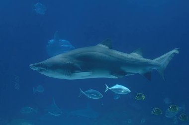 Bull shark jaws detail ready to attack underwater