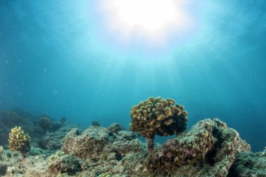 Cortez Denizi Meksika 'da su altında büyüyen mercan çiftliği koruma fabrikası.