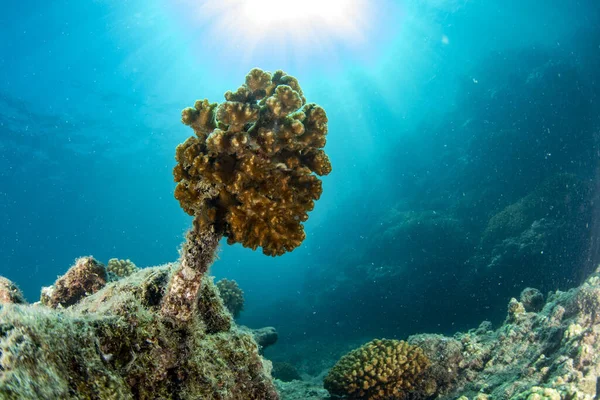 Fabbrica Allevamento Coralli Ripopolamento Conservazione Crescente Sott Acqua Nel Mar — Foto Stock