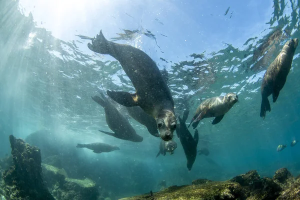 Galapagos Kolonie Der Kalifornischen Seelöwenrobbe Kommt Zum Tauchen Spaß Haben — Stockfoto