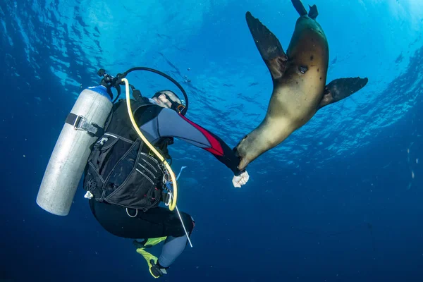 Puppy Californian Mare Leu Sigiliu Vine Scuba Scafandru Mână Pentru — Fotografie, imagine de stoc