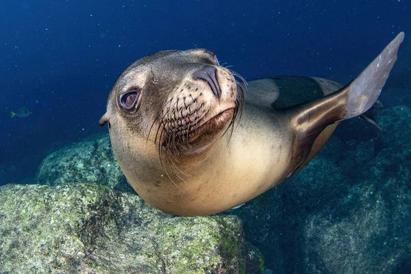 Puppy Californian Sea Lion Seal Coming You Have Fun Play — Stock Photo, Image