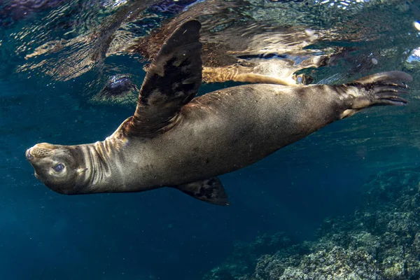 Cachorro Californiano Lobo Marino Foca Que Viene Usted Para Divertirse —  Fotos de Stock