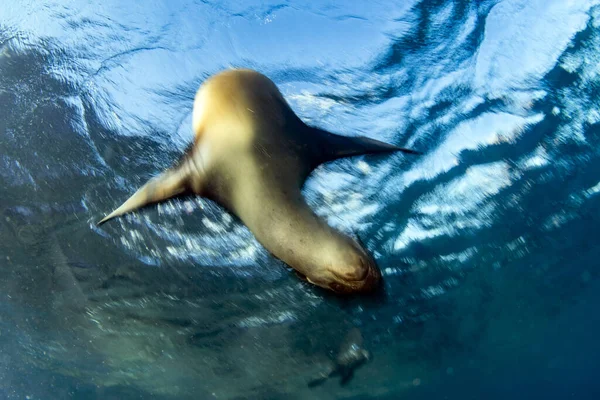 Move Effect Welpe Kalifornische Seelöwe Robbe Kommt Ihnen Spaß Haben — Stockfoto