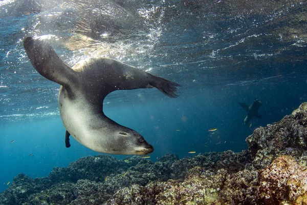 Welpen Kalifornischen Seelöwen Robben Kommen Ihnen Spaß Haben Und Spielen — Stockfoto
