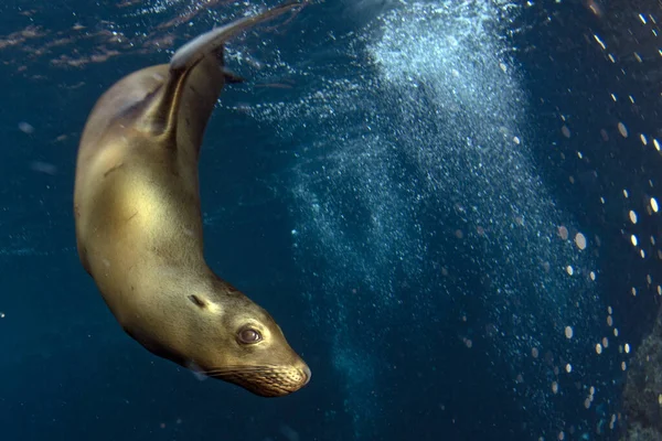 Cucciolo Californiano Mare Leone Foca Venire Subacqueo Divertirsi Giocare — Foto Stock