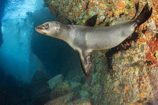 Filhote Cachorro Californiano Foca Leão Marinho Chegando Você Para Divertir — Fotografia de Stock