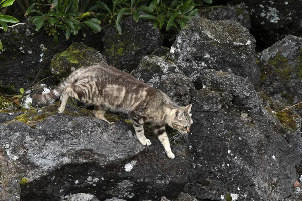 야생에서 사냥하는 고양이 — 스톡 사진