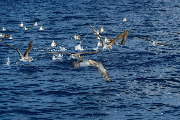 Większe Shearwater Bird Calonectris Diomedea Latające Azorach Atlantyku — Zdjęcie stockowe