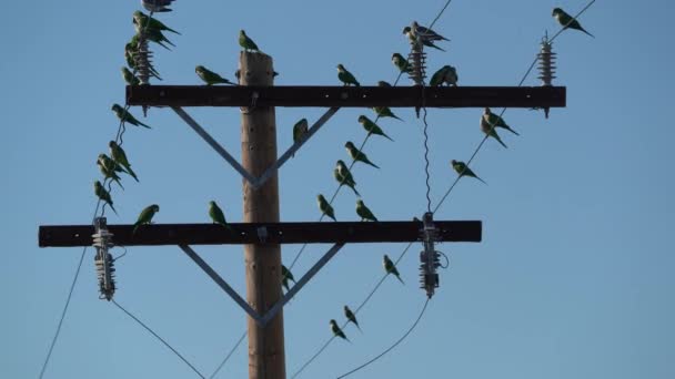 Много Зеленых Попугаев Проволочном Телефонном Шланге — стоковое видео