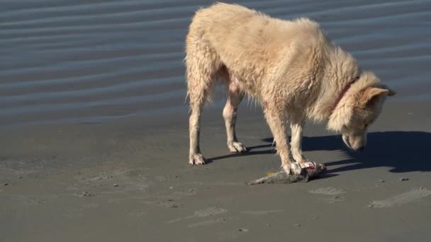 Cane Lupo Bianco Mangiare Pesce Sulla Spiaggia Dell Oceano Pacifico — Video Stock