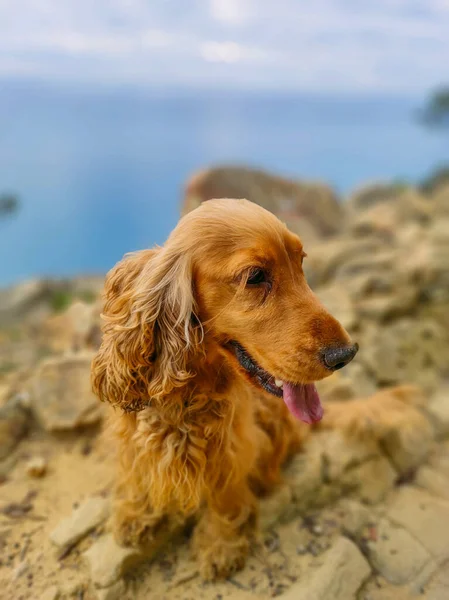 Πορτραίτο Σκύλου Κόκερ Σπάνιελ Cinque Terre Μονοπάτι Πεζοπορία — Φωτογραφία Αρχείου