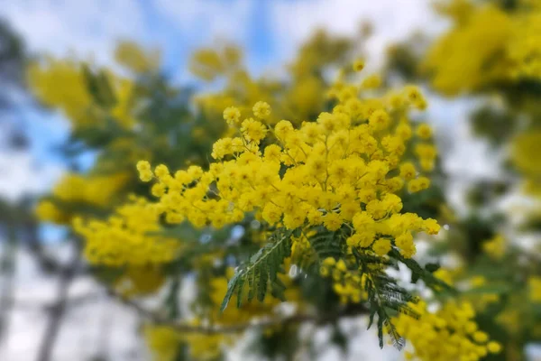 Gouden Gele Mimosa Bloem Bloesem Vrouwen Dag Symbool Cadeau — Stockfoto