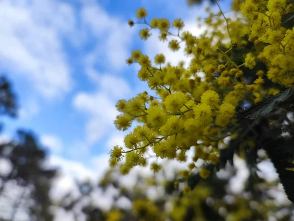 Goldgelb Mimose Blume Blüte Frauen Tag Symbol Geschenk — Stockfoto