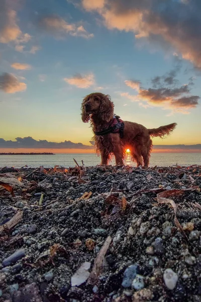 Χαρούμενο Κουτάβι Νεαρό Σκυλί Κόκερ Σπάνιελ Παίζει Στην Παραλία Ηλιοβασίλεμα — Φωτογραφία Αρχείου