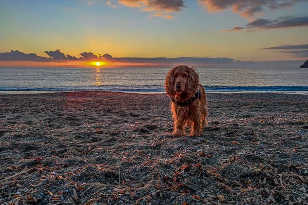 Glad Valp Ung Hund Cocker Spaniel Spelar Stranden Vid Solnedgången — Stockfoto