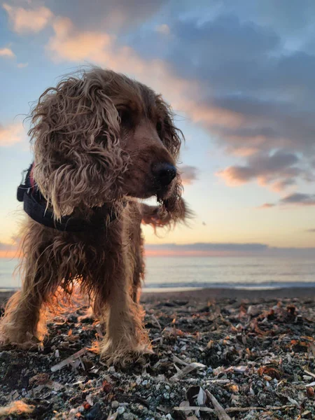 Cachorro Feliz Jovem Cocker Spaniel Cão Brincando Praia Pôr Sol — Fotografia de Stock