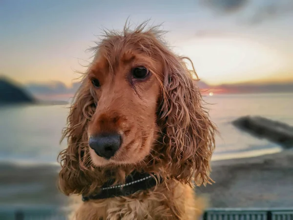 Χαρούμενο Κουτάβι Νεαρό Σκυλί Κόκερ Σπάνιελ Παίζει Στην Παραλία Ηλιοβασίλεμα — Φωτογραφία Αρχείου