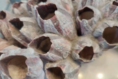 Büyük Bernacles Thoracica Darwin kabuklularının ayrıntıları