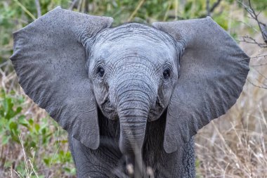 Bebek fil Kruger Park 'ta sana bakıyor Güney Afrika portresi