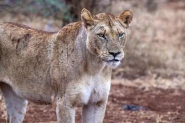 Afrika 'nın güneyindeki Kruger Park' ta gündoğumunda dinlenen dişi aslan.