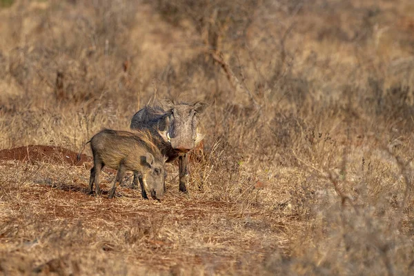 Guthog Dorosły Dzieckiem Kruger Park Południowej Afryki Patrząc Ciebie — Zdjęcie stockowe