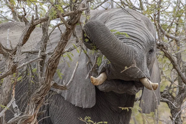 Słoń Podczas Jedzenia Drzewa Marula Owoce Kruger Park Południowa Afryka — Zdjęcie stockowe