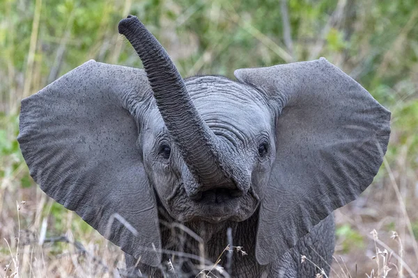 Baby Olifant Zwaaiende Romp Kruger Park Zuid Afrika Portret — Stockfoto