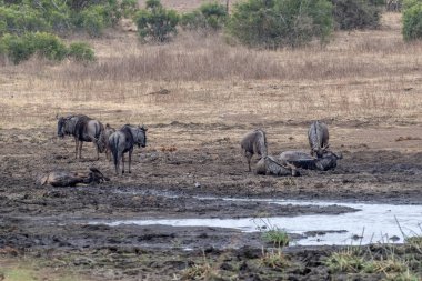 Kruger Park 'taki gnu grubu Güney Afrika' da içme kapsülü.
