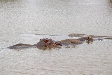 Kruger Park 'ın güney Afrika havuzunda dinlenen su aygırları