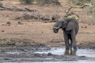 kruger park güney Afrika'da havuzda içerken fil