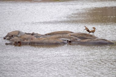 Kruger Park 'ın güney Afrika havuzunda dinlenen su aygırları