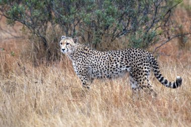 Afrika 'nın güneyindeki Kruger Park' ta avlanırken çita portresi