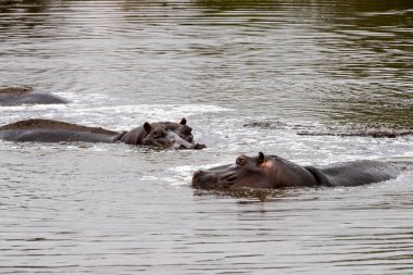 Kruger Park 'ın güney Afrika havuzunda dinlenen su aygırları