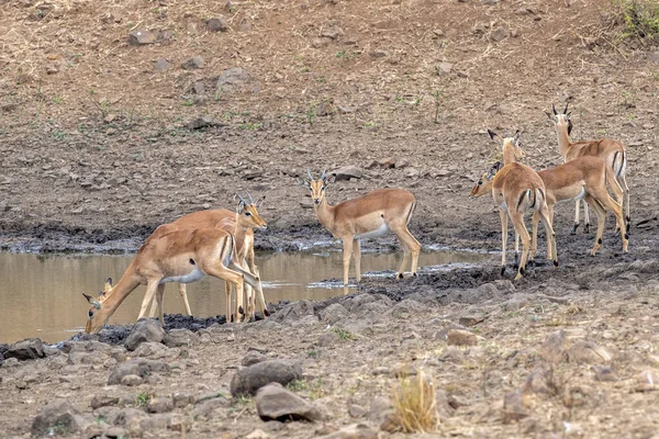 Dik Dik Afrykańska Antylopa Gazela Kruger Park — Zdjęcie stockowe