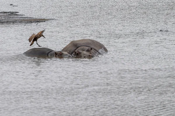 Hipopótamos Descansando Parque Kruger Piscina Sudáfrica Con Pájaro Hamerkop — Foto de Stock