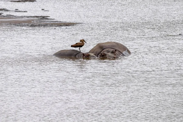 Flusspferde Ruhen Kruger Park Südafrikanisches Becken Mit Hamerkop Vogel — Stockfoto