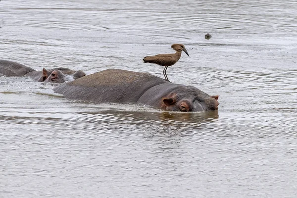 Hipopótamos Descansando Parque Kruger Piscina Sudáfrica Con Pájaro Hamerkop — Foto de Stock