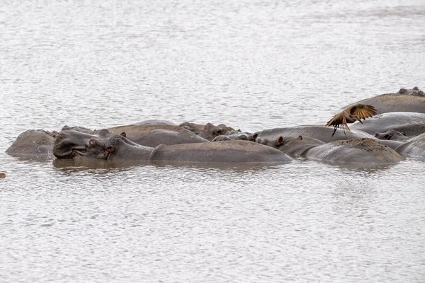 Hippos Resting Kruger Park South Africa Pool — Stock Photo, Image