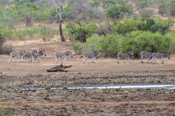 Zebragruppe Trinkt Pool Kruger Park Südafrika Mit Wasserspiegelung — Stockfoto