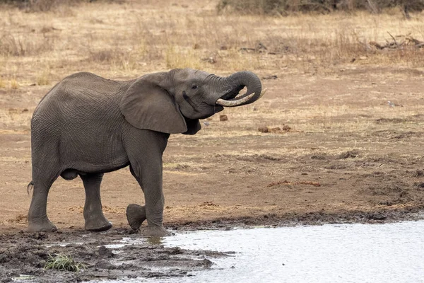 Слон Время Питья Бассейне Парке Крюгер Юге Африки — стоковое фото