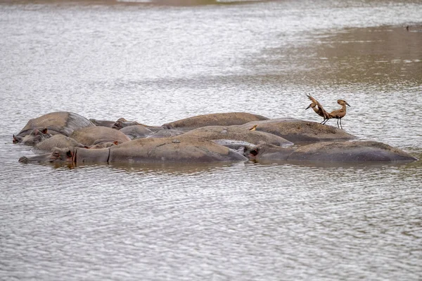 Hroši Odpočívající Kruger Parku Jižní Afrika Bazén — Stock fotografie