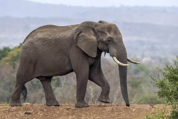 Слон Приезжает Крюгер Парк Южная Африка — стоковое фото